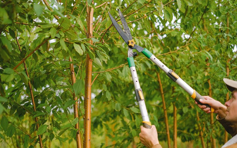 Tree trimming in Beech Grove, IN